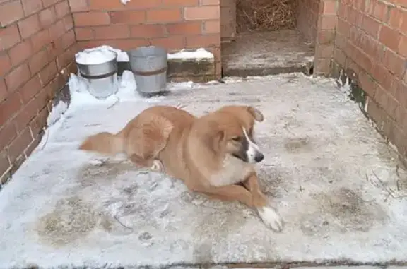 Найдена собака, район Восточный, фото: Собака найдена, ул. Климова, 50, Ногинск