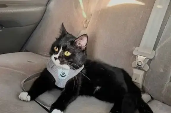 Пропал кот Морти, Щелково, Пушкина 3А - photo