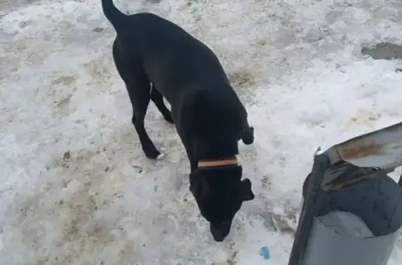 Найдена собака, Тихорецк, фото: Найдена собака, Ленинградская ул., Тихорецк