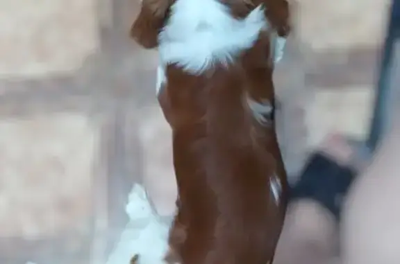 Пропала собака в СДТ 