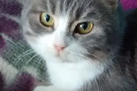 Найдена кошка, Новосибирск, фото: Кошка найдена на ул. Красный Факел, 10