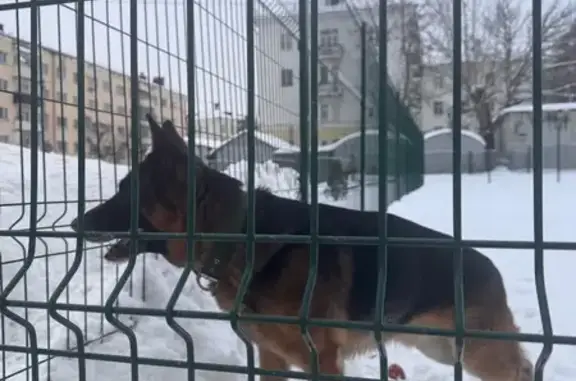Найдена собака, Тамбов, фото: Найдена овчарка у 22 школы, 1-я Полковая, Тамбов