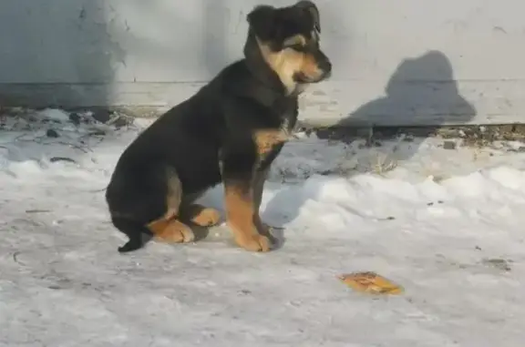 Пропала собака, переулок Добролюбова, 6 - photo