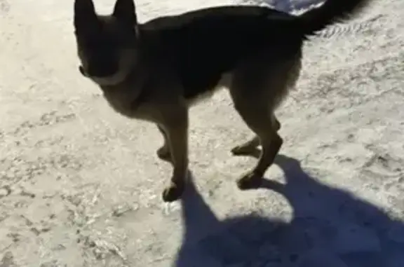 Найдена собака, Ямное, фото: Найден кобель, Ямное, Воронежская обл.