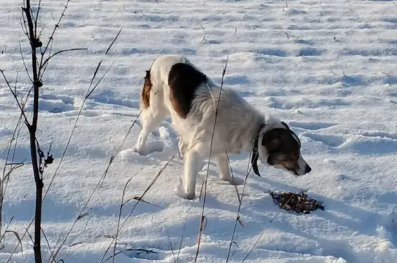 Найденные животные Воронцовка, фото: Собака найдена в Кухаривском с/п, Краснодарский край