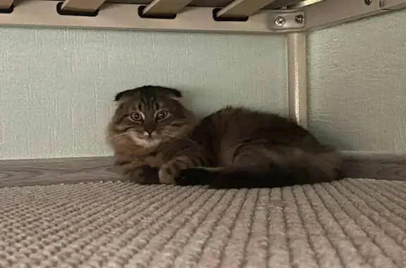 Пропала кошка, Острогожская 170/1, Воронеж - photo