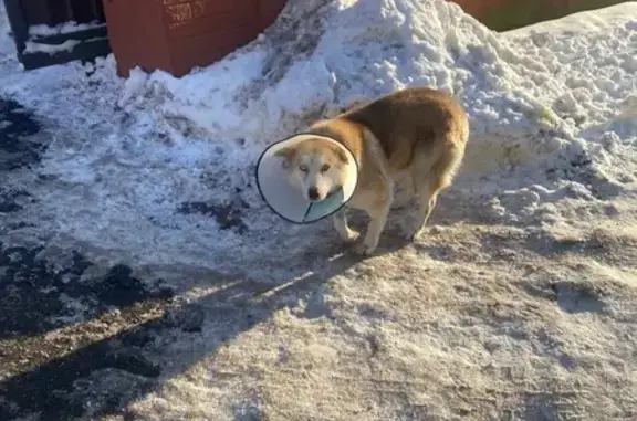 Найдена собака, Калининград, фото: Собака найдена на ул. Черепичная, Калининград