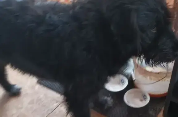 Найдена собака, Волосово, фото: Найдена черная собака, Волосово, МО