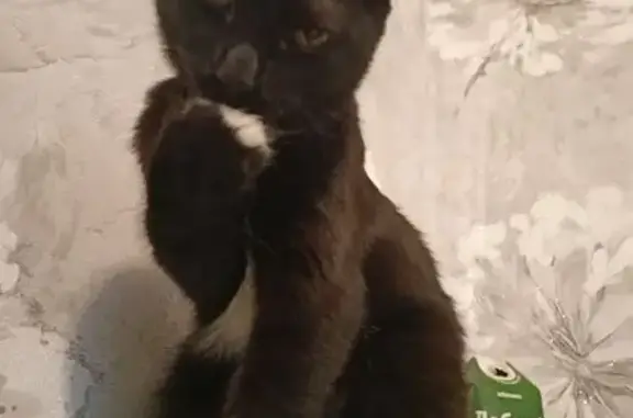 Пропала кошка, Ленинградская 25, Каменск - photo