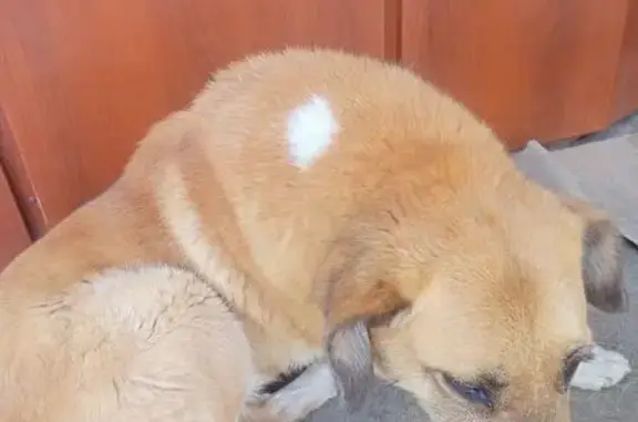 Пропала собака, Таганрог, 3-й Новый пер. 13 - photo