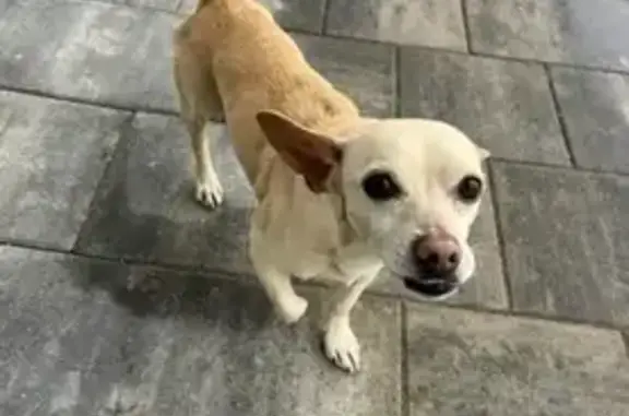 Собаки потеряшки, Майкоп, фото: Потеряшка собака, Шоссейная ул. 51, Победа