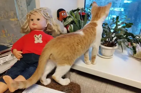 Найдена кошка, Кинешма, фото: Кошка найдена на ул. Щорса, 5, Кинешма
