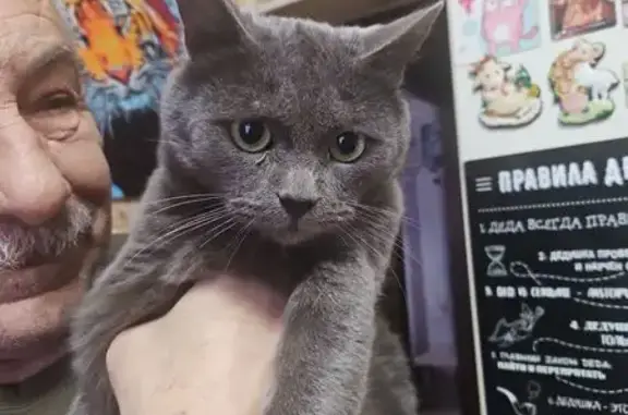 Найдена кошка, Ногинск, фото: Найдена кошка, ш. Энтузиастов 15В, Ногинск