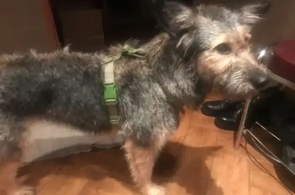 Пропала собака в Щербинке, Москва - photo