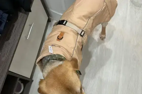 Найдена собака, Москва, фото: Найдена собака на Первомайской улице, Москва