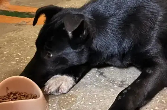 Найдена собака, Уфа, фото: Собака найдена, Айская 81/1, Уфа