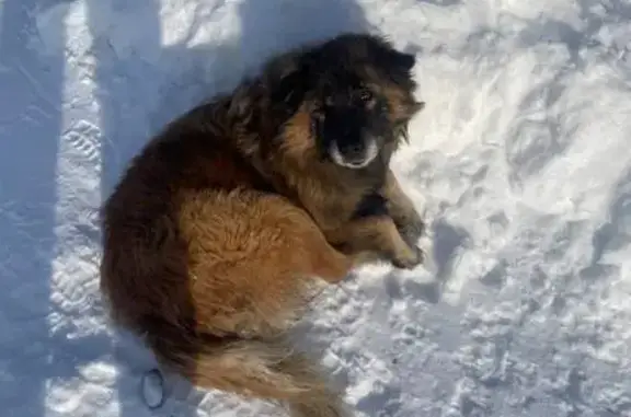 Найдена собака, Селезни, фото: Собака найдена в совхозе «Селезнёвский»
