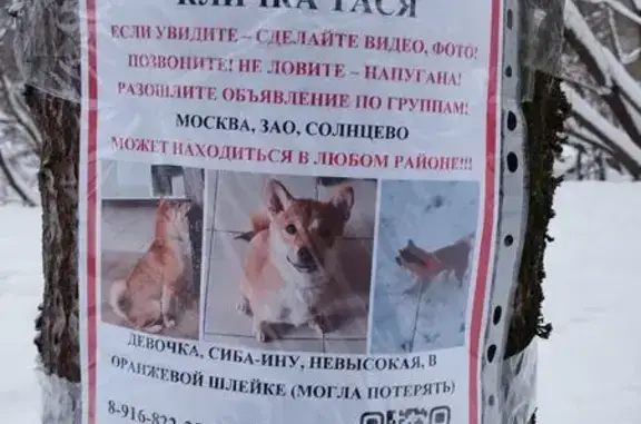 Пропала собака, Родниковая ул., 4 к6 - photo