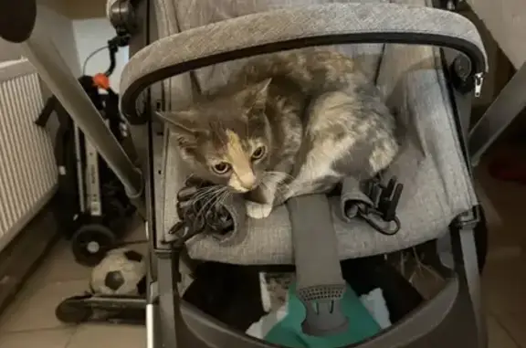 Найдена кошка, Хабаровск, фото: Кошка найдена: ул. 65-летия Победы, 1/9