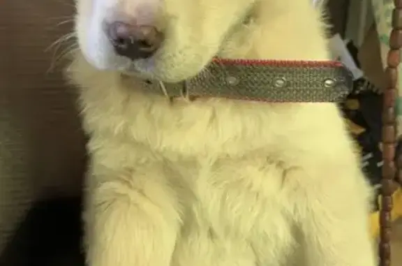 Пропала собака, ул. Мира, 28А, Центральный - photo