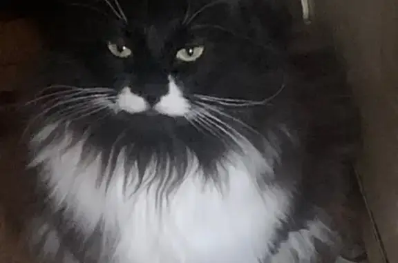 Пропала кошка, Московский тракт, Тюмень - photo