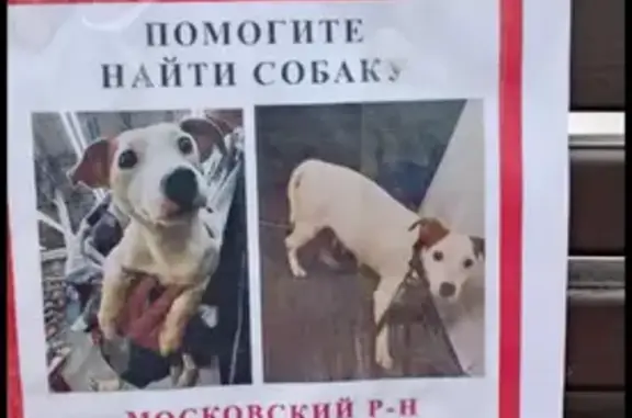 Пропала собака, Пулковское шоссе, 42к9 - photo