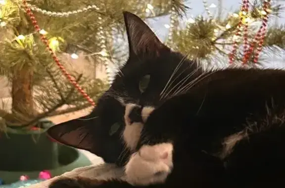 Пропал кот Морти, Пушкина 3а, Щелково - photo