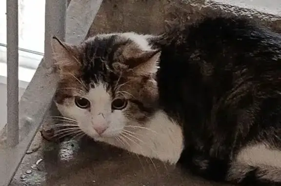 Найдена кошка, Санкт-Петербург, фото: Найдена кошка, ул. Демьяна Бедного, 30 к1