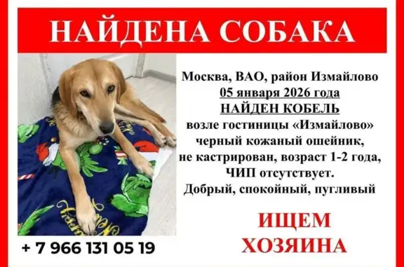 Найдена собака, Москва, фото: Собака найдена: Первомайская ул., Москва