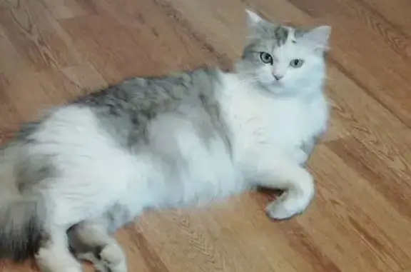 Кошки потеряшки, Каа-Хем, фото: Потеряшка кошка, ул. Королёва, 17, Каа-Хем