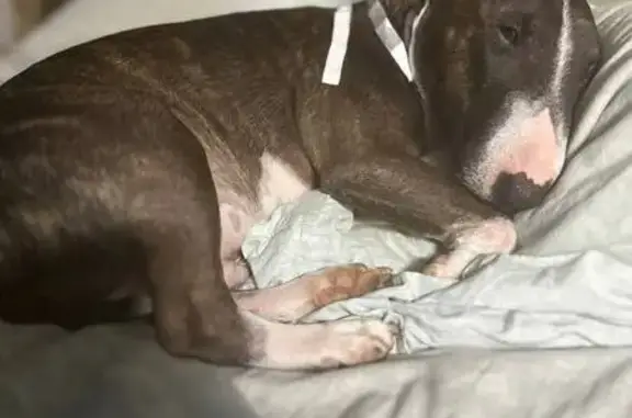 Пропала собака, Левково-3, МО - photo