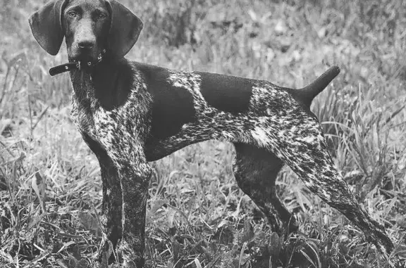 Потерянные животные Екатеринбург, фото: Пропала собака, ул. Радищева 20, Екатеринбург