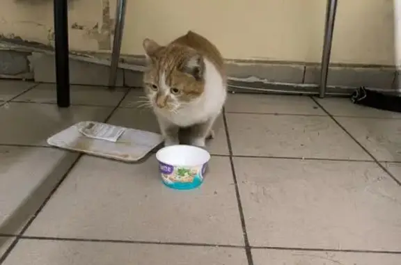 Найдена кошка, Иркутск, фото: Кошка найдена: ул. Р. Люксембург, 217А