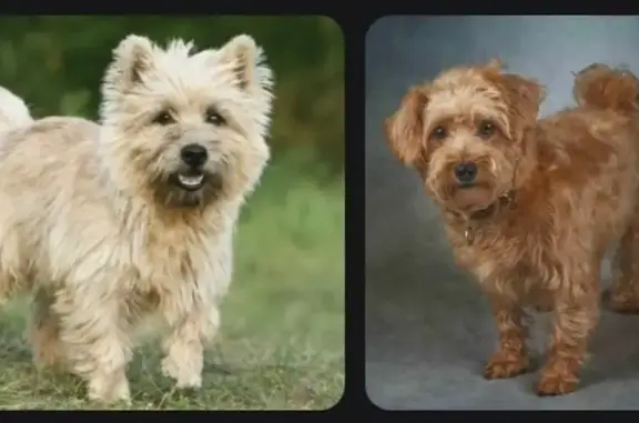 Найдена собака, Брянск, фото: Светло-бежевая собака найдена в Брянске