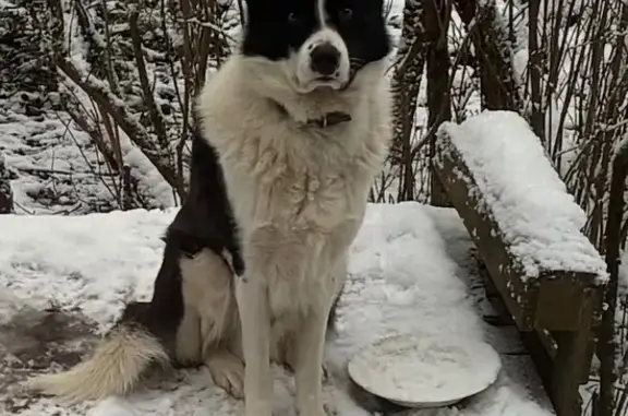 Пропала собака, Урицкого 8, Луга - photo