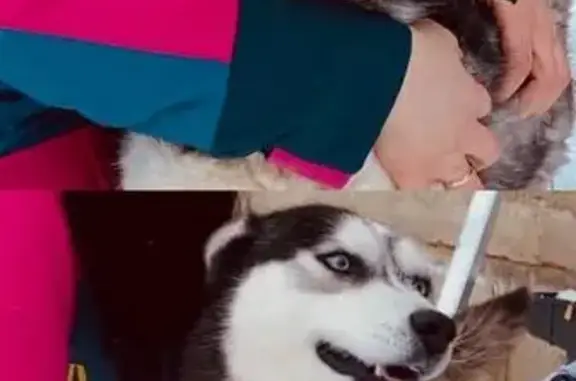 Пропала хаски, Пионерская 54, Пластуновская - photo