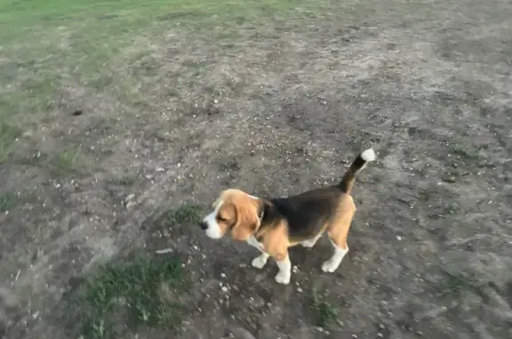 Пропала собака Бим, Кути, Забайкалье - photo