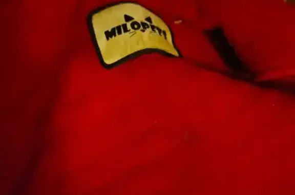 Найдена собака, Невинномысск, фото: Собака найдена на ул. Энгельса, Невинномысск