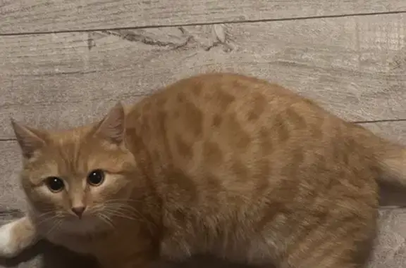 Пропала кошка, Малинское ш. 47, Коломна - photo