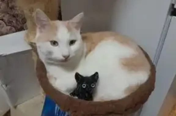 Пропала кошка в Боровске, Калужская обл. - photo