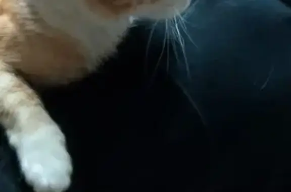 Найдена кошка, Иваново, фото: Найдена ласковая кошка, Иваново, обл.