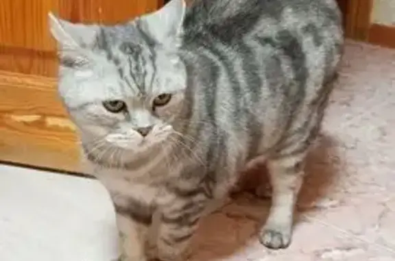 Найдена кошка, Нижний Новгород, фото: Кошка найдена на Коминтерна, 8, Н. Новгород