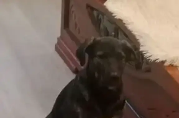 Пропала собака, ул. Кирова, 2, Торжок - photo