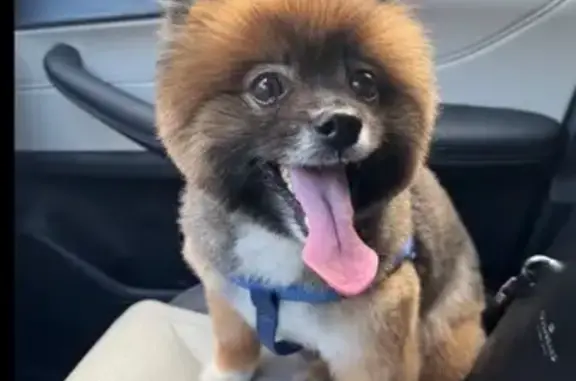 Собаки потеряшки, Сочи, фото: Потеряшка собака Риччи, ул. Теневая, Сочи