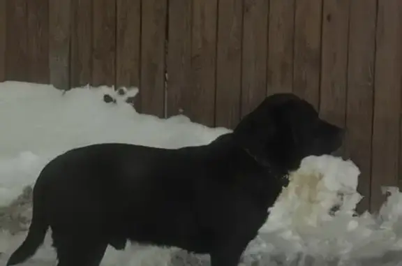 Найдена собака, Вадский муниципальный округ, фото: Лабрадор у ресторана 