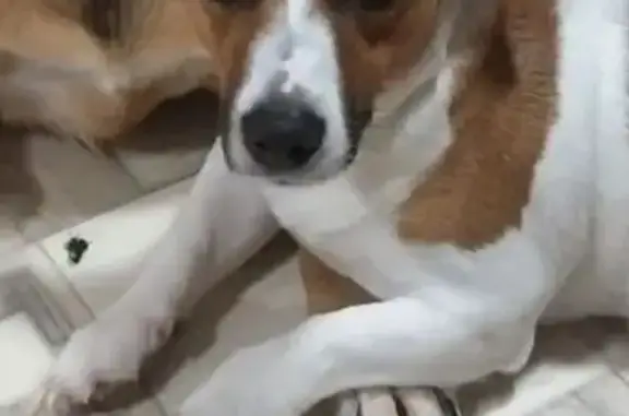 Собаки потеряшки, Барнаул, фото: Потеряшка собака, ул. Штильке, Барнаул