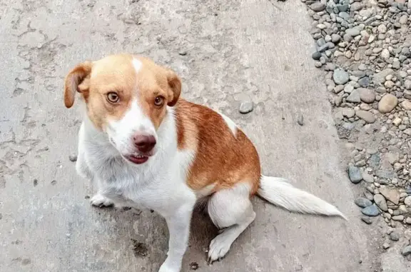 Пропала собака, ул. З. Космодемьянской - photo