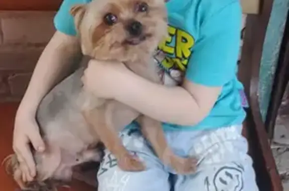 Пропала собака, ул. Мешкова, 20, Шахты - photo