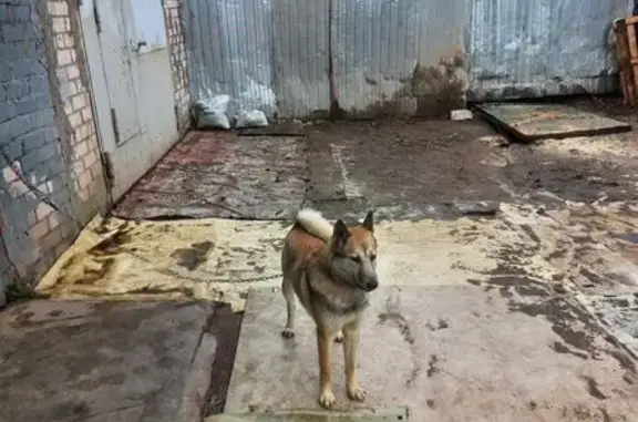 Пропала лайка, Ямпольская 15, Пермь - photo