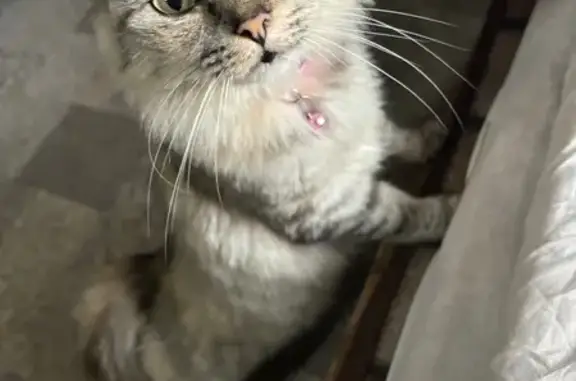 Пропала кошка, Октябрьская ул., Дедовск - photo